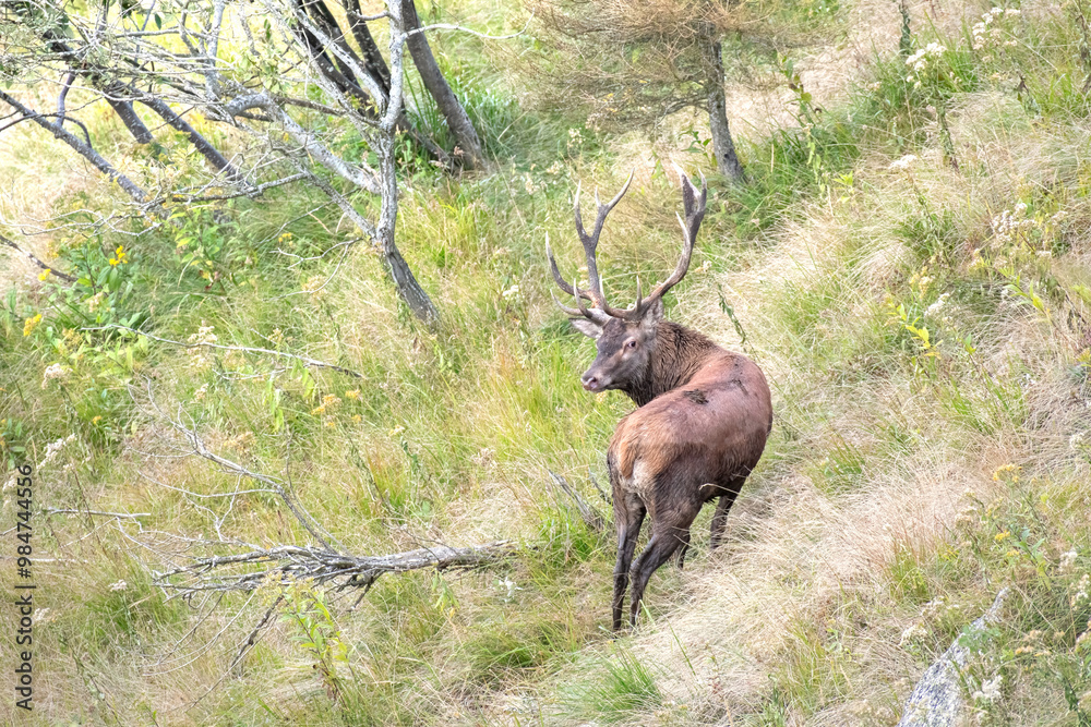 Red deer stag (Cervus elaphus) standing in an alpine meadow. Alps Mountains, Piedmont, Italy. Horizontal. September.