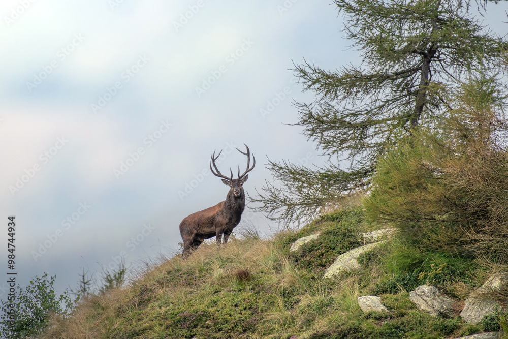 Red deer stag (Cervus elaphus) climbing a ridge, wild animal taken in its natural environment in the Italian Alps. September, horizontal.