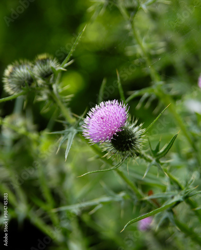 Wild flower