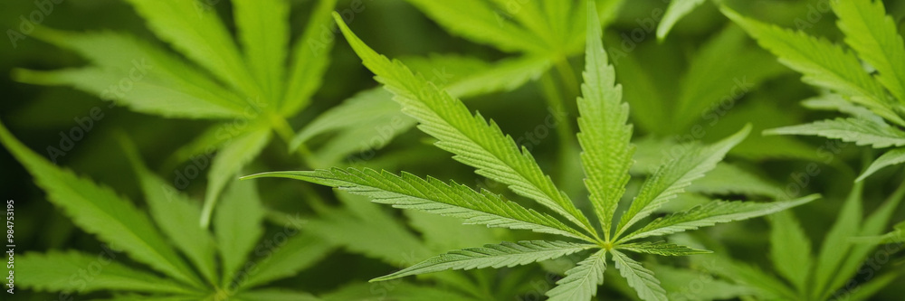 Close-up of vibrant green cannabis leaves on a blurred background. Ideal for content on medical marijuana, nature, or botanical studies. Close-up of vibrant green cannabis leaves on a blurred background. Ideal for content on medical marijuana, nature, or botanical studies.