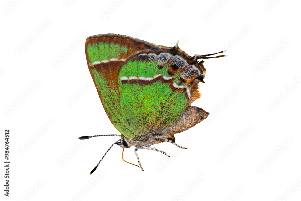 Obraz premium Juniper Hairstreak (Callophrys siva) Photo, on a Transparent Isolated PNG Background