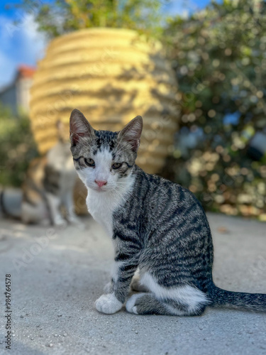 Wild Kittens play on the streets of Tsilivi, on the Island of Zakynthos. Greece. 17th Sept 2024. photo