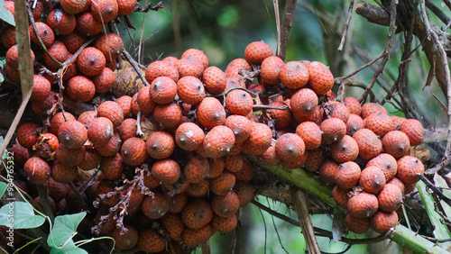 Ripe rattan fruit (Manau, hoe, jernang, buah ular, Littuko) on the tree. The rattan fruit is edible, the texture is like lychee fruit photo