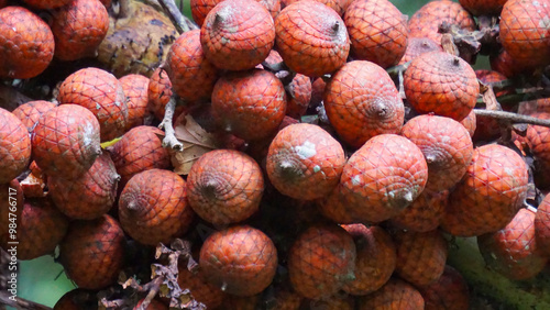 Ripe rattan fruit (Manau, hoe, jernang, buah ular, Littuko) on the tree. The rattan fruit is edible, the texture is like lychee fruit photo