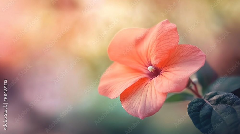 Close-up of a delicate pink flower Close-up of a delicate pink flower