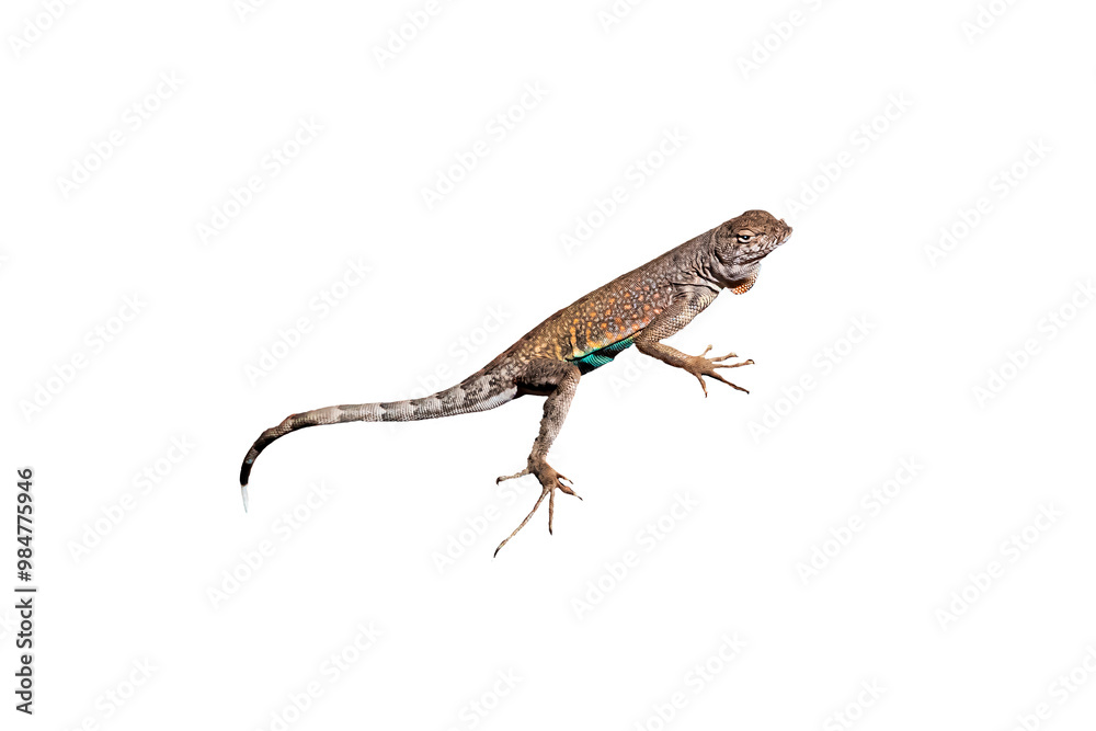 Greater Earless Lizard (Cophosaurus texanus) Photo, on a Transparent. Isolated, PNG, Copy Space Background Greater Earless Lizard (Cophosaurus texanus) Photo, on a Transparent. Isolated, PNG, Copy Space Background