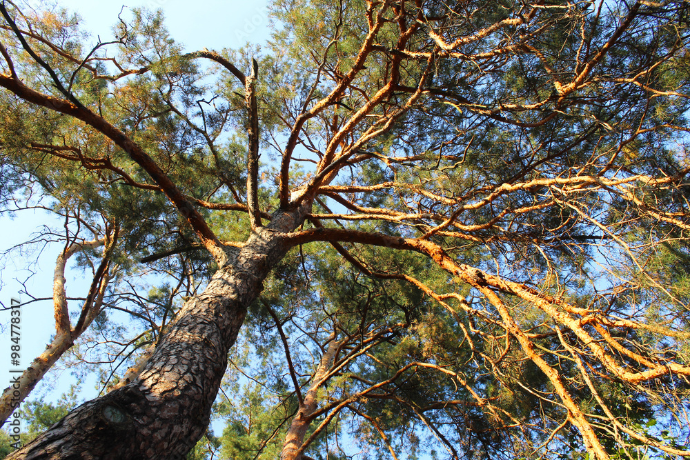 Fototapeta premium tree in the forest, branches of pine trees