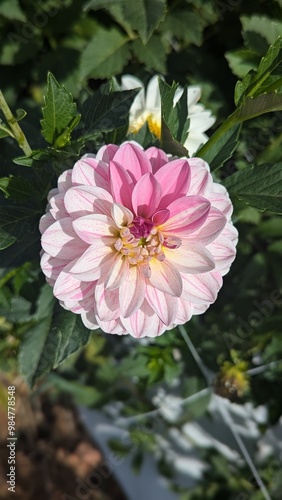 pink and white dahlia flower