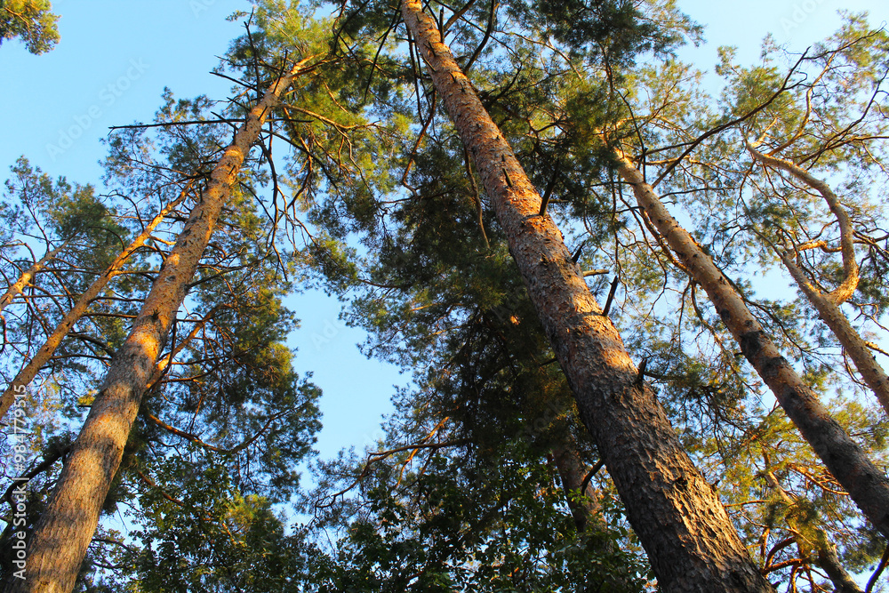 Fototapeta premium tree in the forest