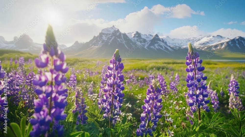 Fototapeta premium Vibrant purple lupines bloom in a stunning landscape, with majestic snow-capped mountains in the background under a bright sky.