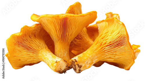 Mushroom Chanterelle isolated on white and transparent background