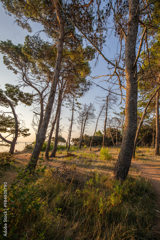 Landscape shot by the sea with pine forest on the coast. Morning mood at sunrise in a landscape shot on Vir Island, Zadar, Dalmatia, Croatia, Adriatic Sea Landscape shot by the sea with pine forest on the coast. Morning mood at sunrise in a landscape shot on Vir Island, Zadar, Dalmatia, Croatia, Adriatic Sea