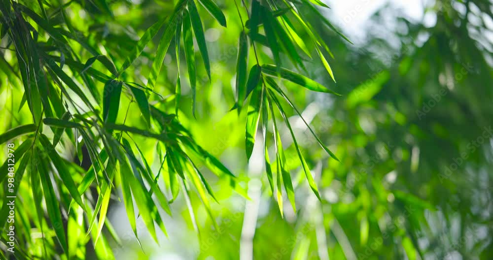 (Abstract background bamboos leave green blurry bokeh) Cinematic scene of Green buurred bamboos leaves on sunrise blurry background. Shot on cinema cam high quality (DCI4K 4096x2160p. ProRes422)