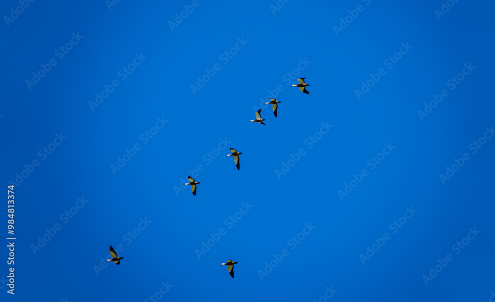 A flock of Roody shelduck (Tadorna ferruginea) flies in a wedge over salt marsh, summer visitation A flock of Roody shelduck (Tadorna ferruginea) flies in a wedge over salt marsh, summer visitation