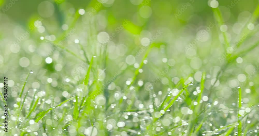 grass with dew drops grass with dew drops