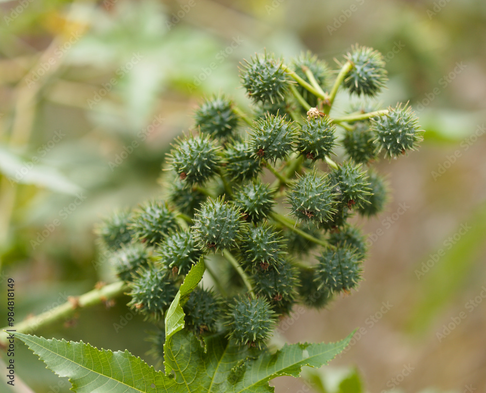 Flora of Gran Canaria - leaf of Ricinus communis, the castor bean, introduced species Flora of Gran Canaria - leaf of Ricinus communis, the castor bean, introduced species