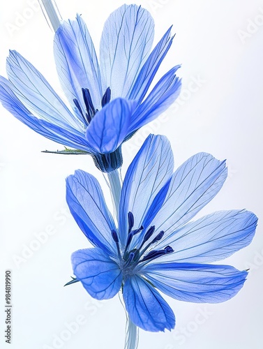 Closeup on blue chicory flowers arranged on a clean white background, in a close-up view. photo