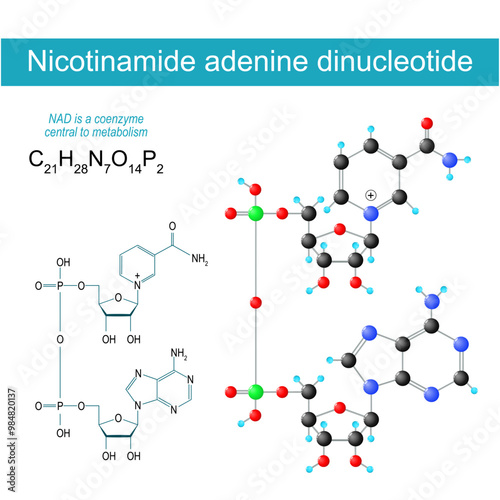 NAD molecule.