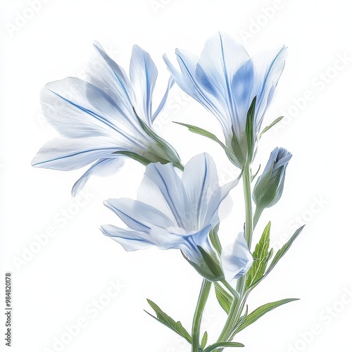 Delicate blue chicory flowers arranged on a clean white background, in a close-up view.