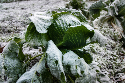 Garden cabbage has not been harvested. The remaining cabbage is in white frost after the first frost photo