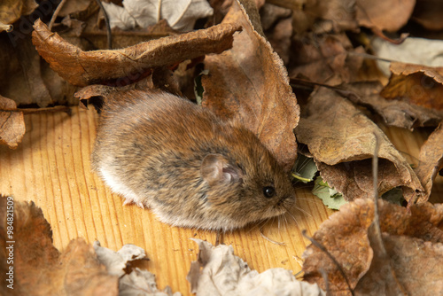 The vole lives in an aviary among fallen leaves. ??ommon red-backed vole (Clethrionomys glareolus). Breeders of wild animals photo