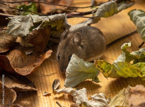 The vole lives in an aviary among fallen leaves. ??ommon red-backed vole (Clethrionomys glareolus). Breeders of wild animals photo