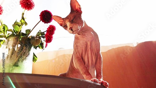 Canadian Sphynx cat enjoying the warmth of the sunshine sitting on a table. A bouquet of red flowers in a vase. Sphinx Feline pet, domestic animal. photo