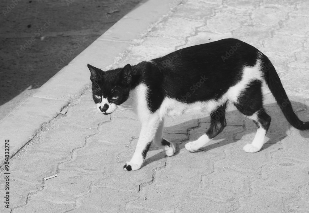 Cat Walking Straight-on Black-and-White Outdoor Urban Street Photography Cat Walking Straight-on Black-and-White Outdoor Urban Street Photography