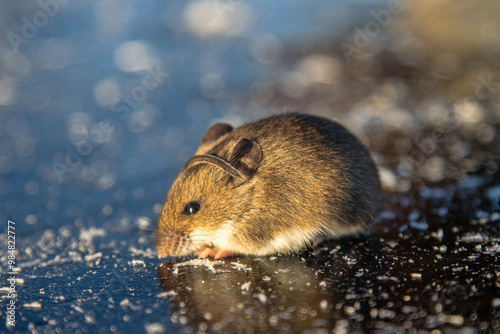 Wood mouse (Apodemus sylvaticus) on ice. Cold mouse puts bare tail on head, assemble body, tremor way to save energy. Selfregulation and self-preservation istincts. Behavior-physiological adjustment photo