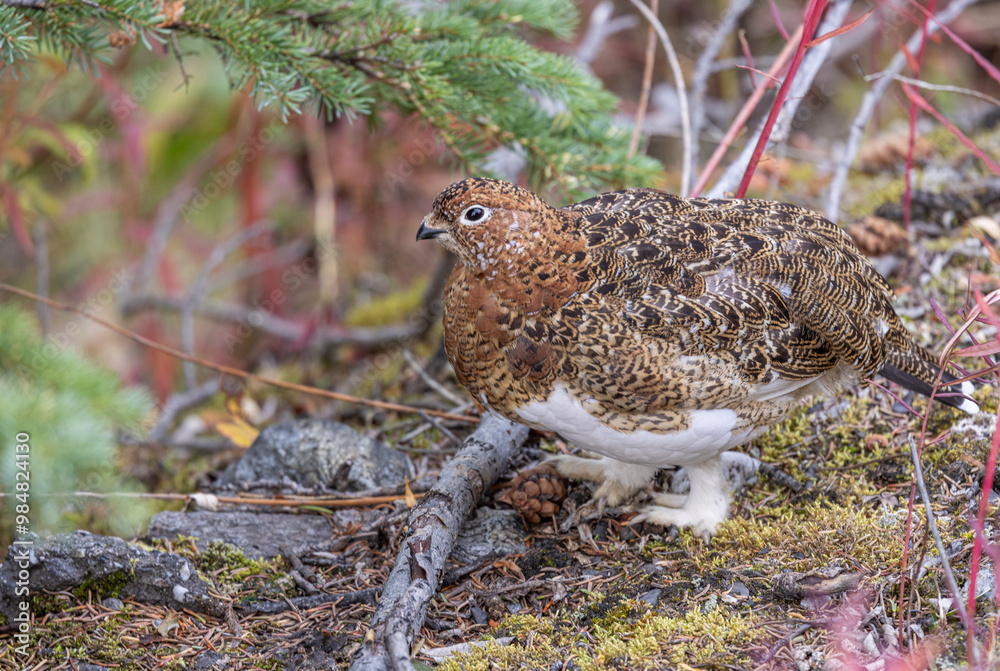 Willow Ptarmigan in Fall Plummage in Denali National Park Alaska in Autumn Willow Ptarmigan in Fall Plummage in Denali National Park Alaska in Autumn