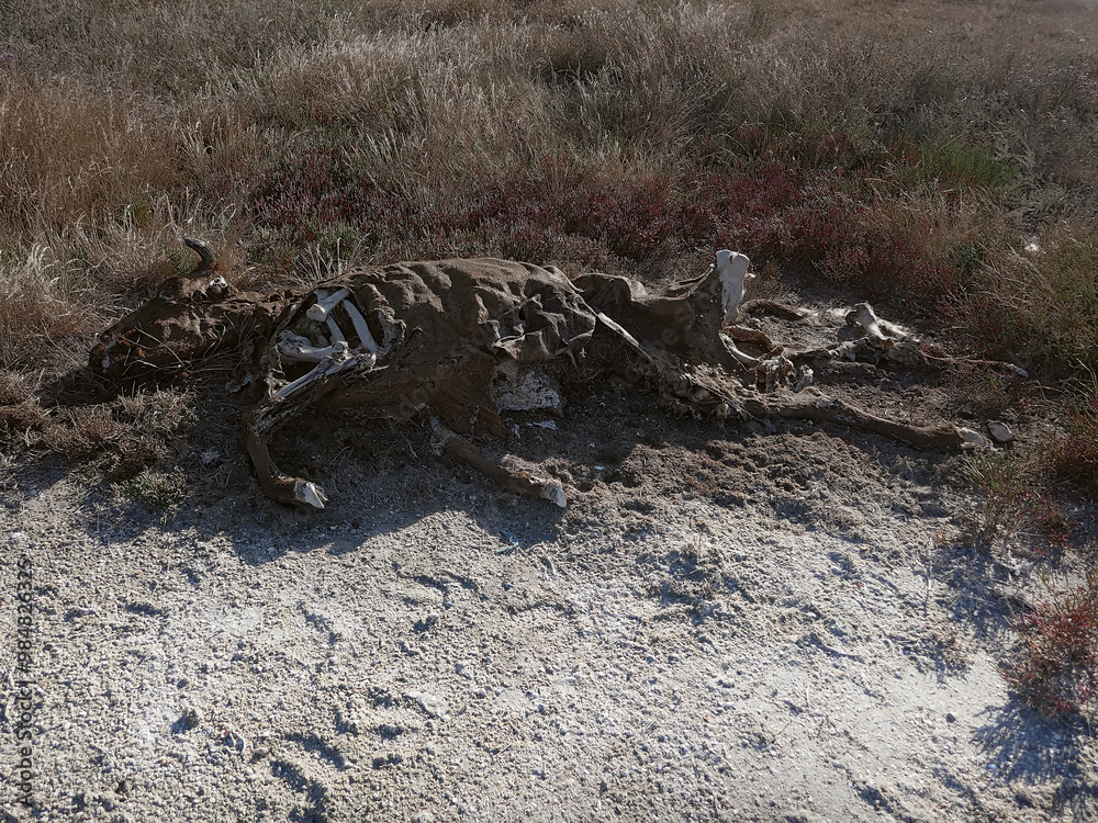 A grim picture of cattle dying of thirst and starvation during the winter dry season in a salty semi-desert A grim picture of cattle dying of thirst and starvation during the winter dry season in a salty semi-desert