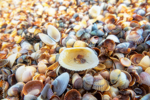 Surprising ethological discovery on seashore. Collembola use micro pond in anadara shell to arrange preconnubia, mating dances and leave offspring. Reservoir is fresh and appears after rain. Azov sea photo