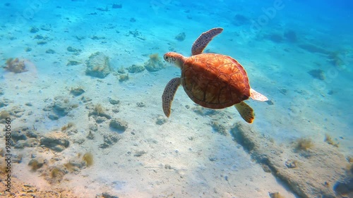 Following a little turtle swimming in the turquoise water. Wildlife of the sea or ocean. photo