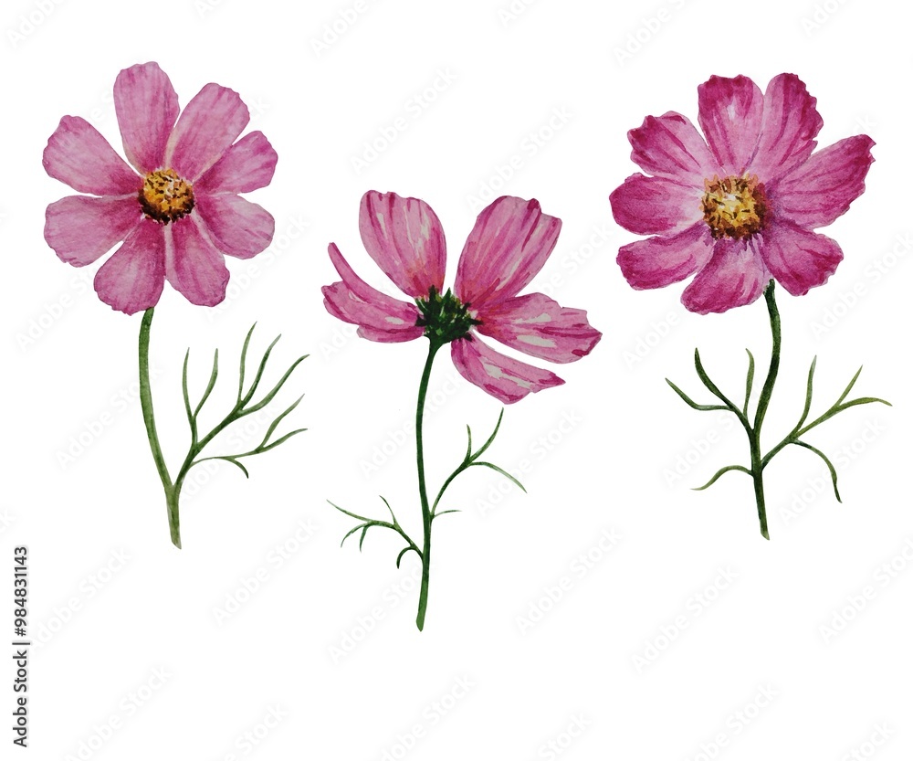 Set of pink watercolor flowers isolated on white background hand drawn