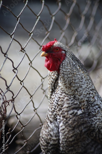 gallina mirando la libertad 
