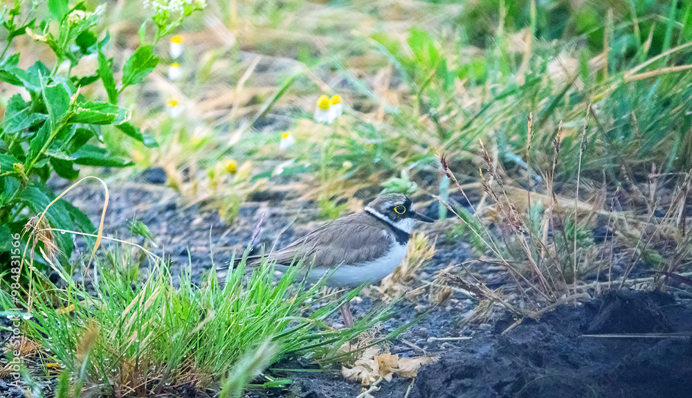 Little ringed plover (Charadrius dubius curonicus) nesting in the middle of the steppe Crimea on the slope of a freshwater depression. Kerch Peninsula Little ringed plover (Charadrius dubius curonicus) nesting in the middle of the steppe Crimea on the slope of a freshwater depression. Kerch Peninsula