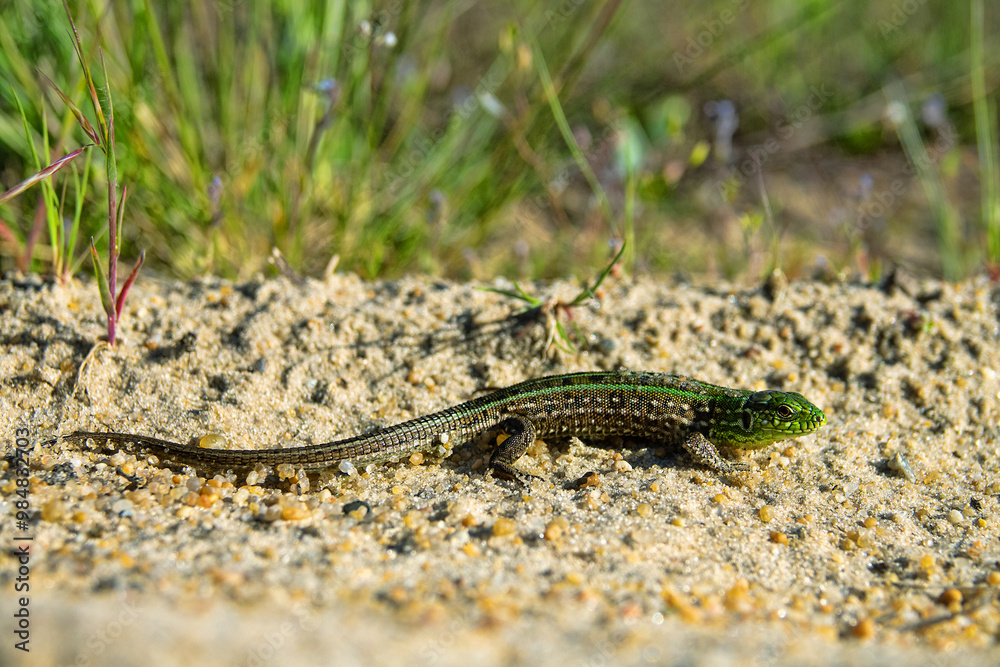 Sand lizard (Lacerta agilis) on ansient vegetated dune in the river ...