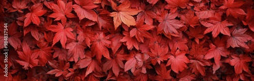 Vibrant red leaves blanket the ground in a serene autumn setting during late ...