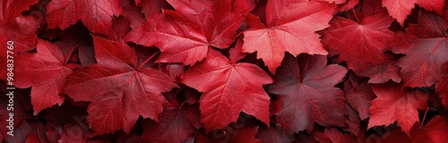 Vibrant red leaves blanket the ground in a serene autumn setting during late ...