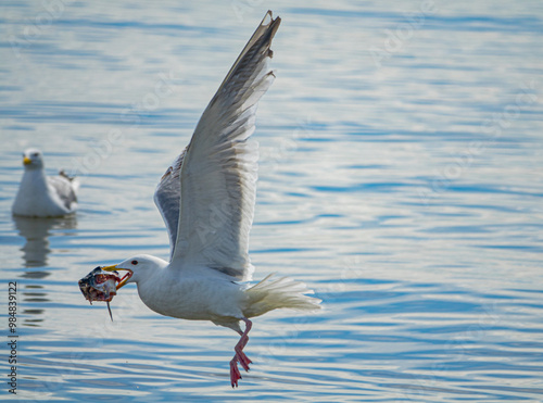 East siberian gull (Larus heuglini vagae) with fish head, Bering sea. Chukotka. Post - nesting nomads photo