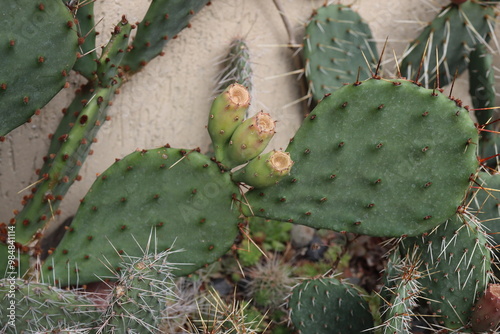 kaktus opuncja opuntia macrorhiza kwiat żółty owoc photo