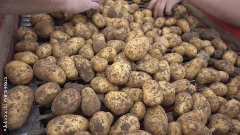 Kartoffelernte Kartoffelroder 2024 Kartoffel Erntemaschine Kartoffelernte Kartoffelroder 2024 Kartoffel Erntemaschine