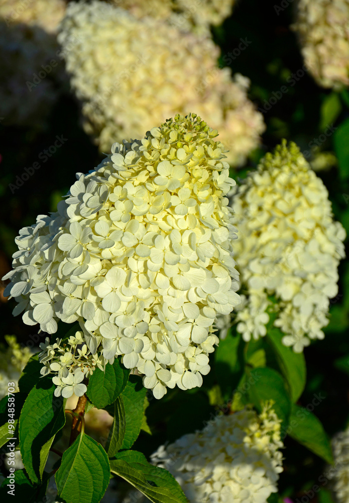 kwitnąca hortensja bukietowa, białe kwiaty, hydrangea paniculata or panicled hydrangea, krzew ozodbny, White flowers of hydrangea paniculata in garden, hortensja
