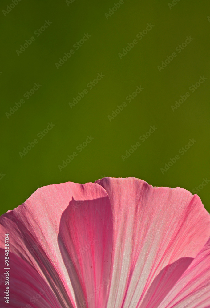 Ślazówka letnia, rózowy kwiat ślazówki na zielonym tle, ślazówka ogrodowa, ślazówka jednoroczna, Lavatera trimestris, pink flowers of annual mallow