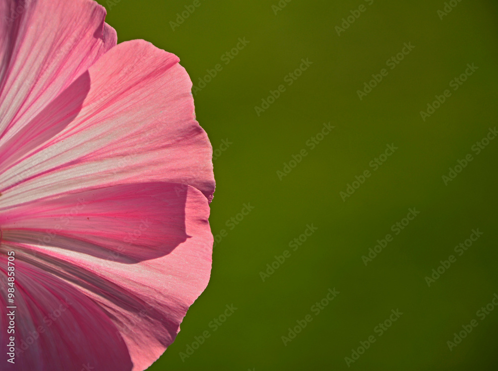 Ślazówka letnia, rózowy kwiat ślazówki na zielonym tle, ślazówka ogrodowa, ślazówka jednoroczna, Lavatera trimestris, pink flowers of annual mallow