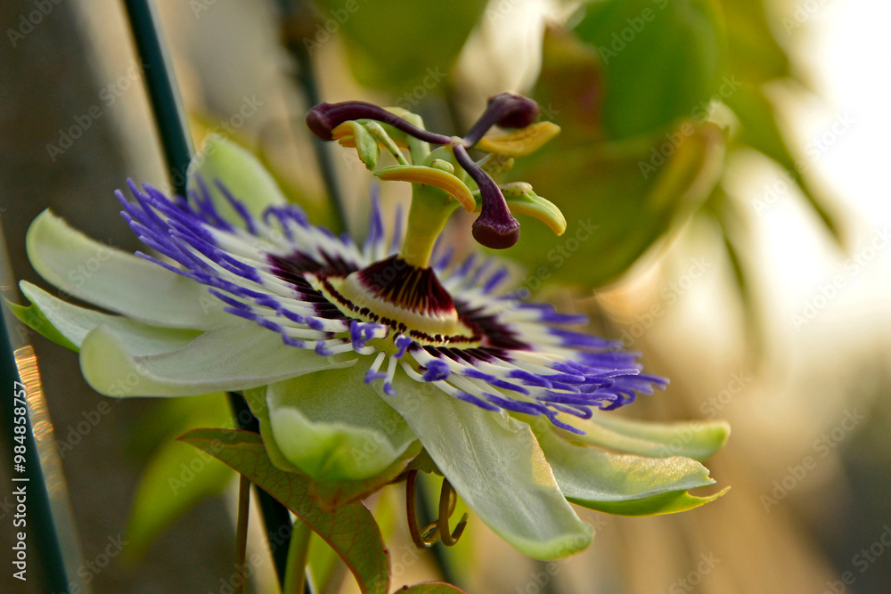 Męczennica błękitna, Passiflora caerulea, blue passionflower, bluecrown passionflower, common passion flower, blue passionflower close up