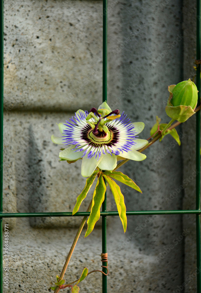 Męczennica błękitna, Passiflora caerulea, blue passionflower, bluecrown passionflower, common passion flower, blue passionflower close up