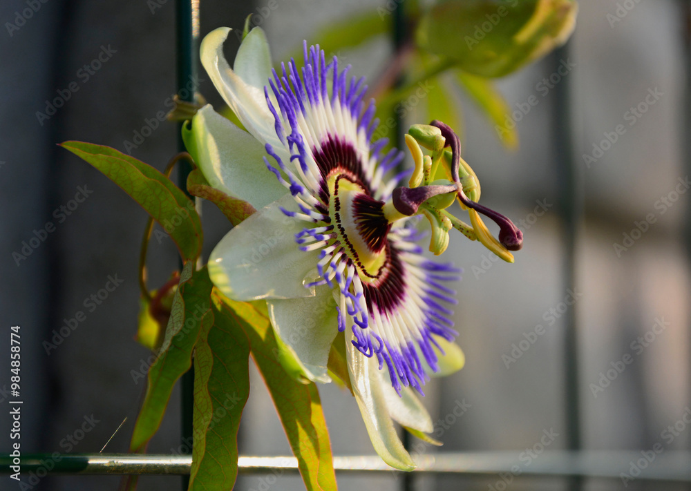 Męczennica błękitna, Passiflora caerulea, blue passionflower, bluecrown passionflower, common passion flower, blue passionflower close up