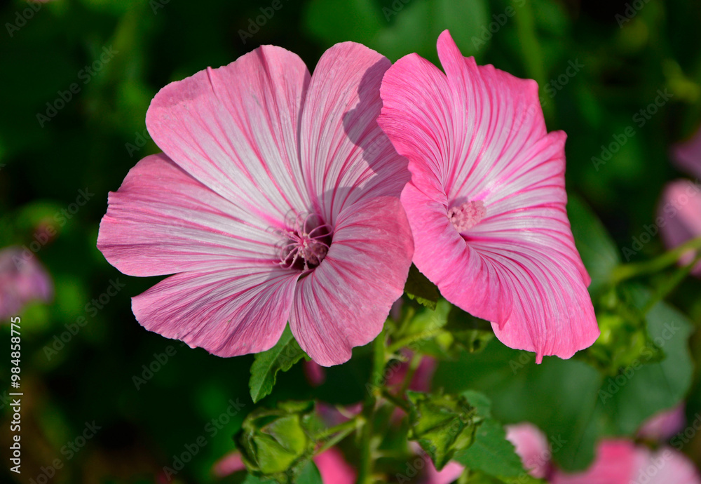 Ślazówka letnia, rózowe kwiaty ślazówk, ślazówka ogrodowa, ślazówka jednoroczna, Lavatera trimestris, pink flowers of annual mallow