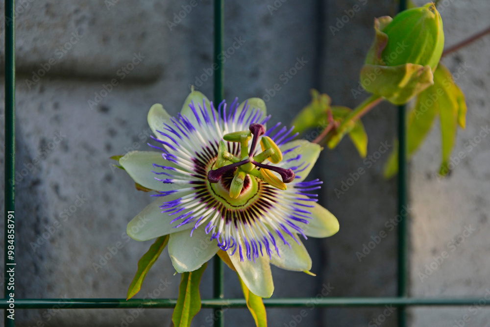 Męczennica błękitna, Passiflora caerulea, blue passionflower, bluecrown passionflower, common passion flower, blue passionflower close up